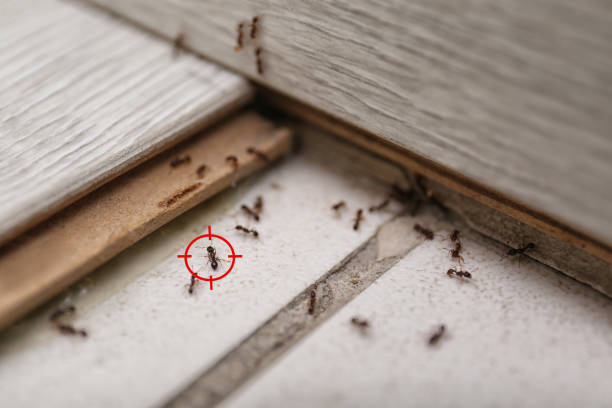 Best Wasp Removal Services  in Hardwick, GA