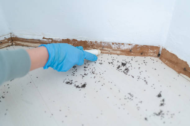 Best Rat Extermination Near Me  in Hardwick, GA